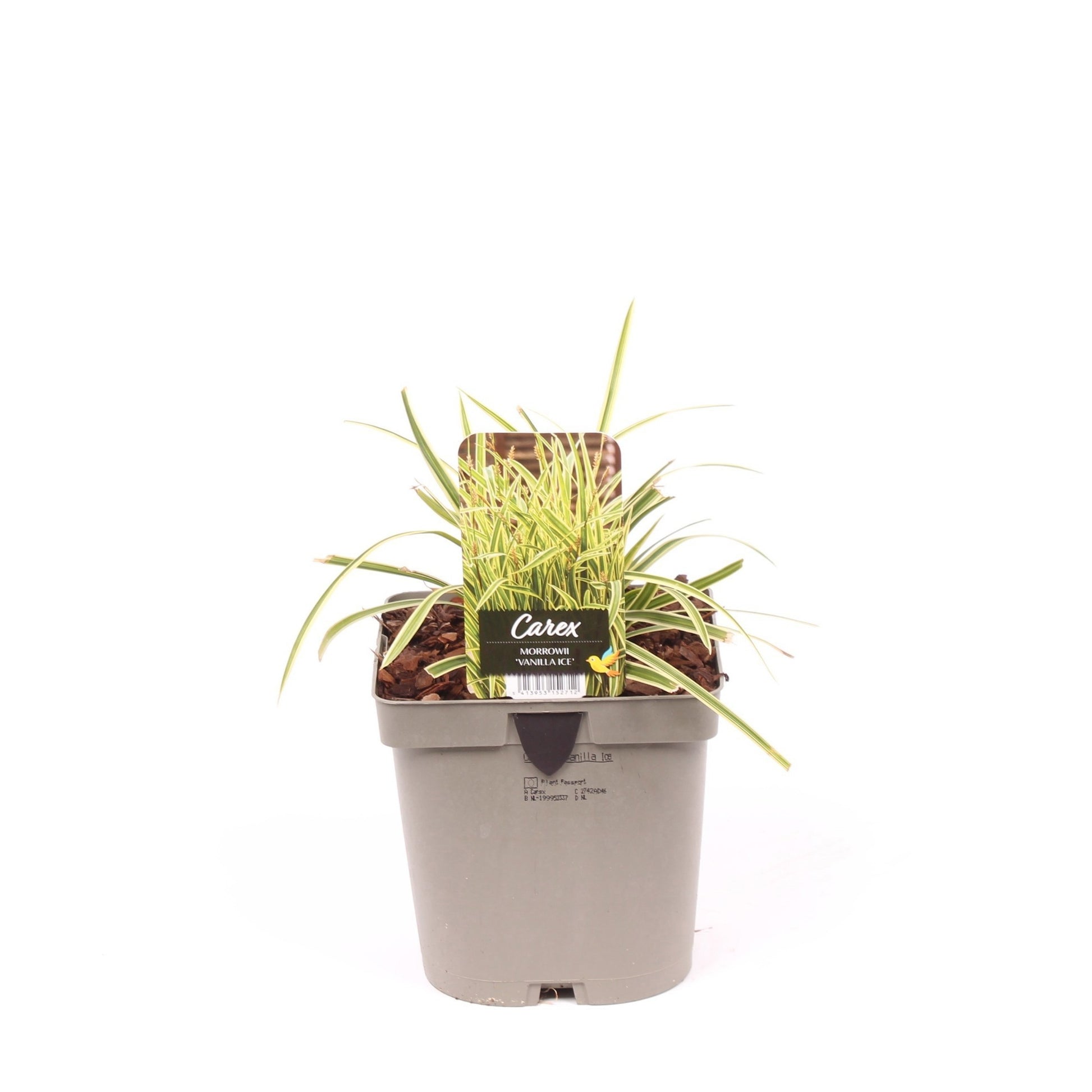 Carex morrowii 35cm 17cm Pot