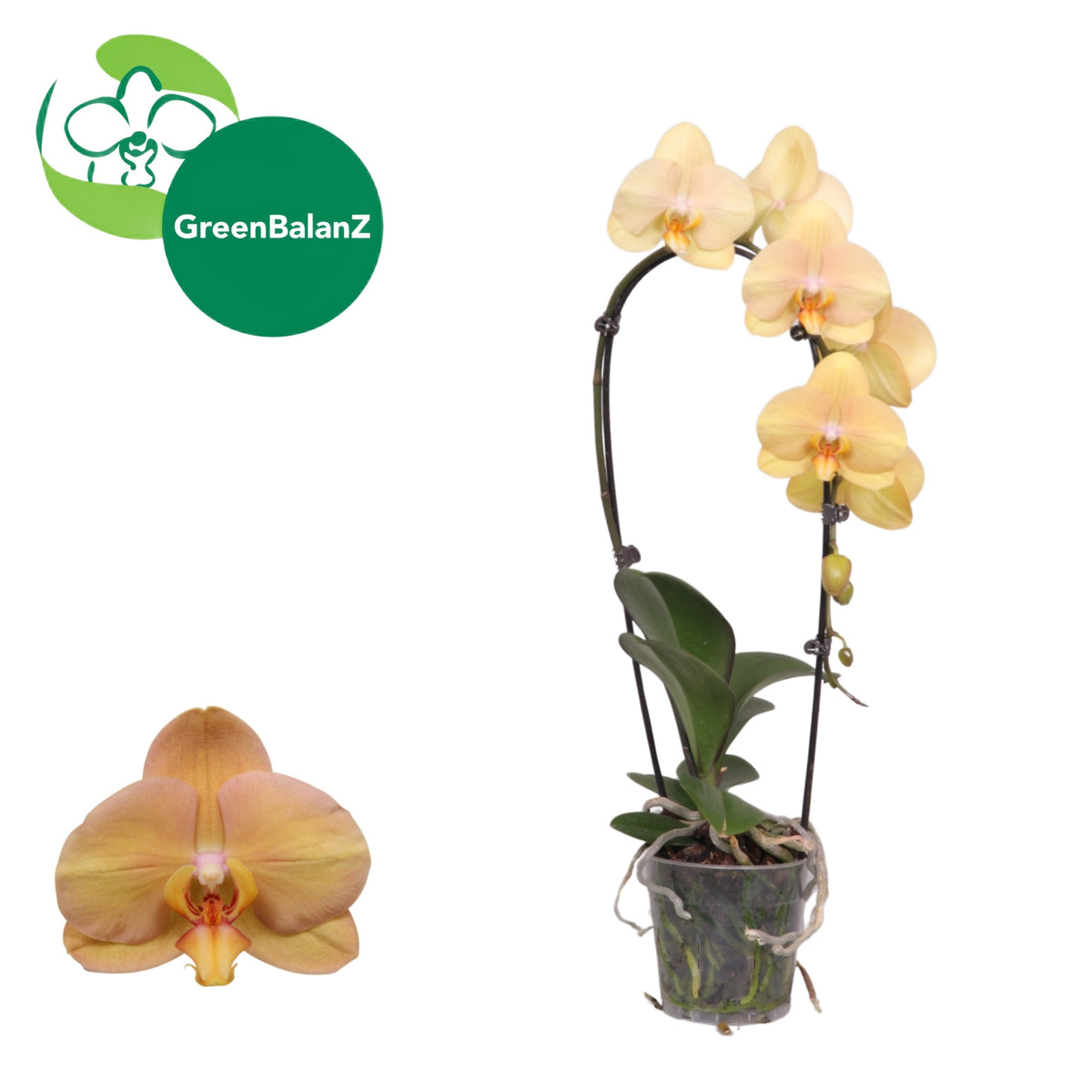 Phalaenopsis Elegant cascade 55cm 12cm Pot