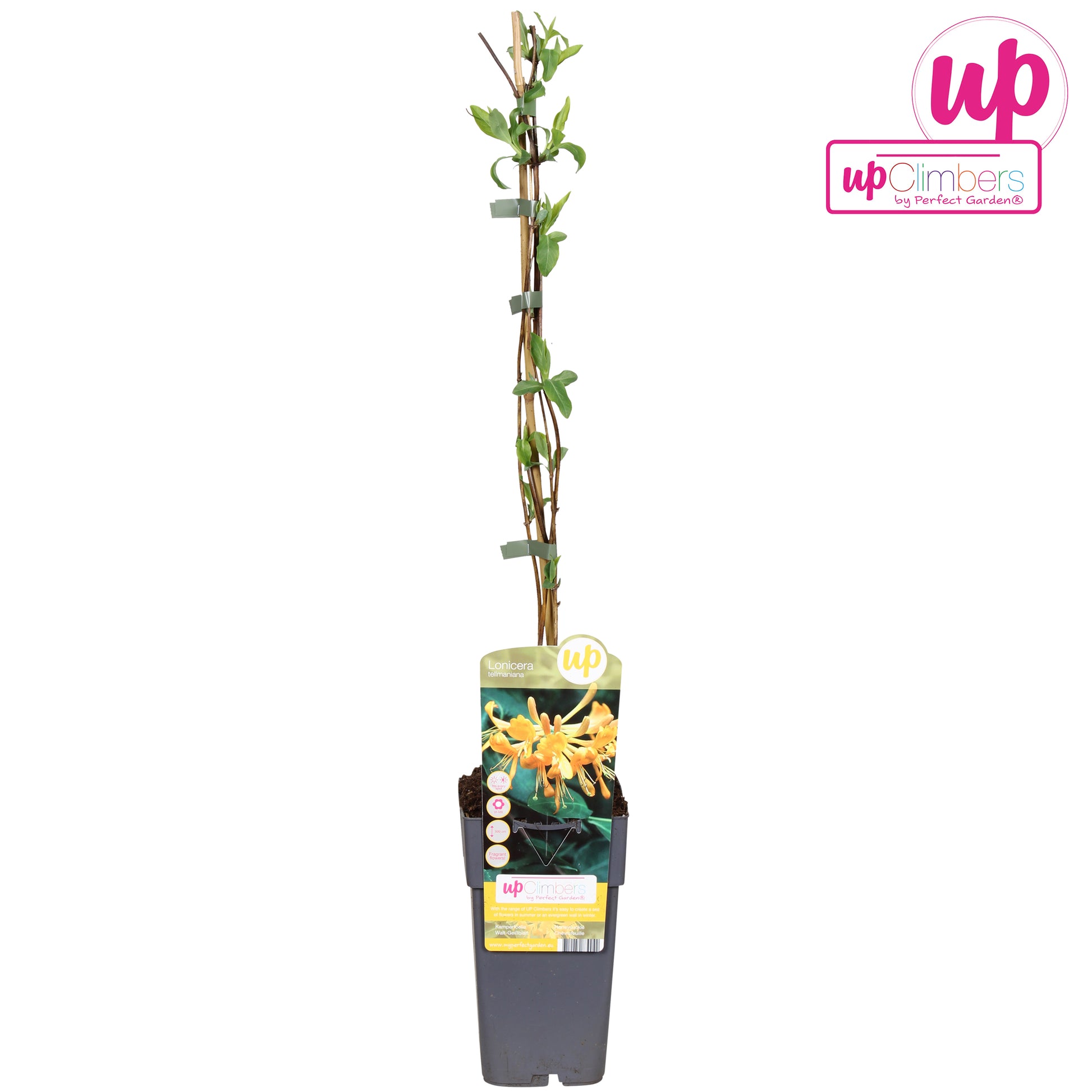 Lonicera tellmanniana 65cm 15cm Pot