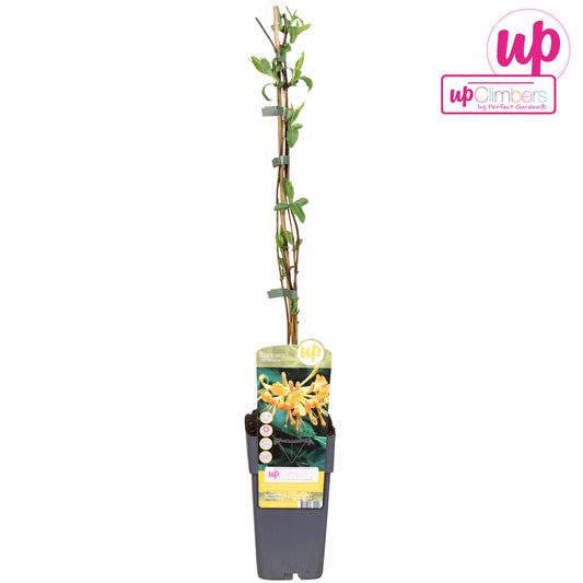Lonicera tellmanniana 65cm 15cm Pot