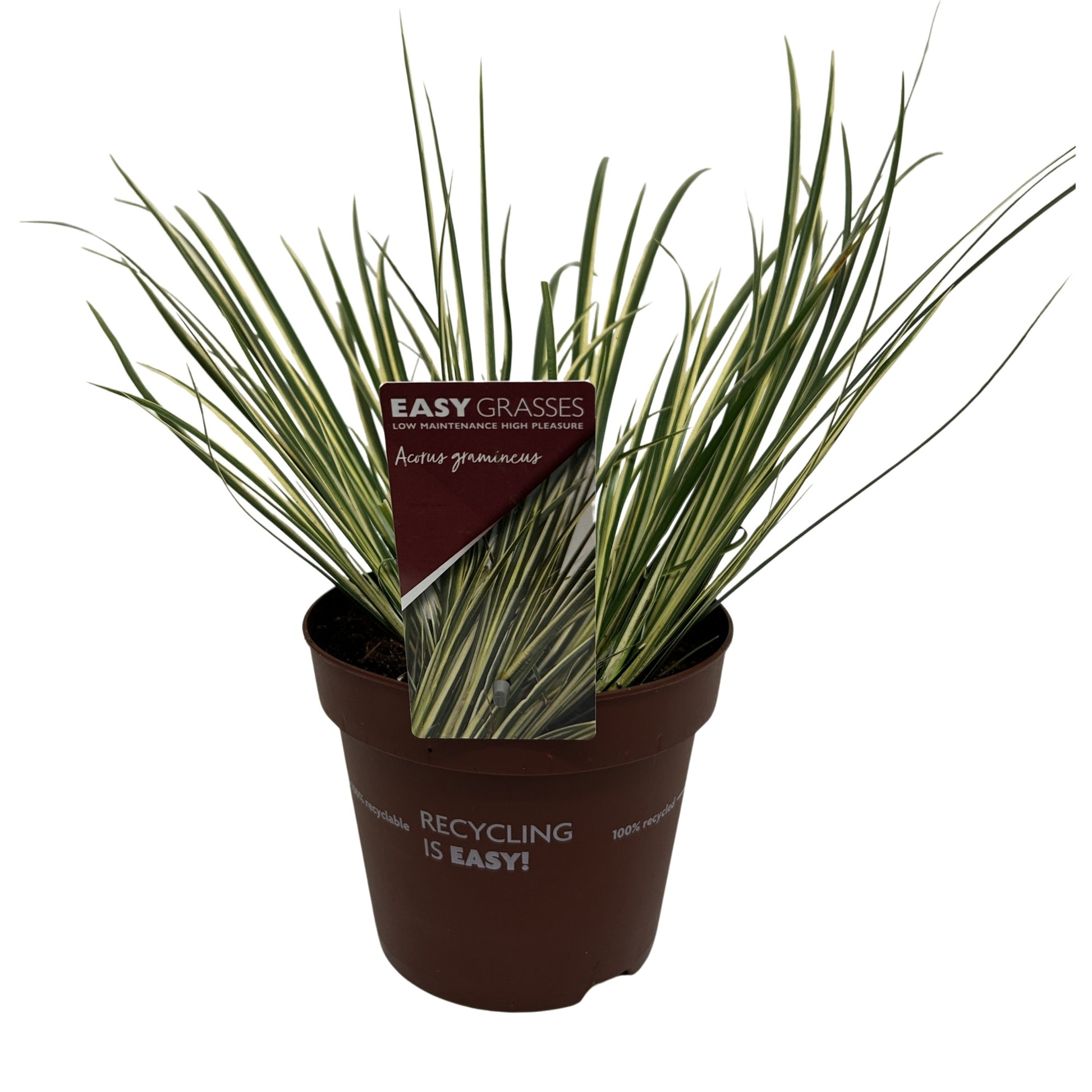 Allure Tuinplanten BV i.o. Acorus overig Pack of 6