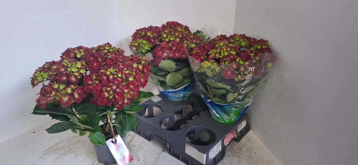 Hydrangea Hot Red 40cm 15cm Pot