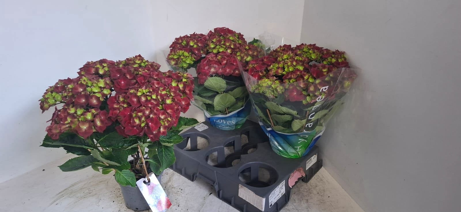 Hydrangea Hot Red 40cm 15cm Pot