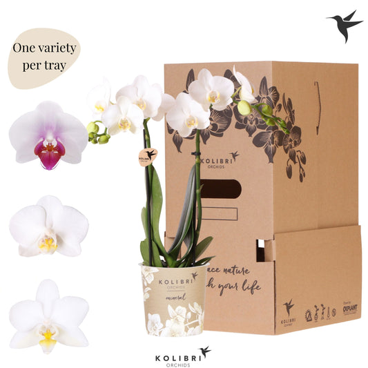 Phalaenopsis multiflora white 40cm 9cm Pot