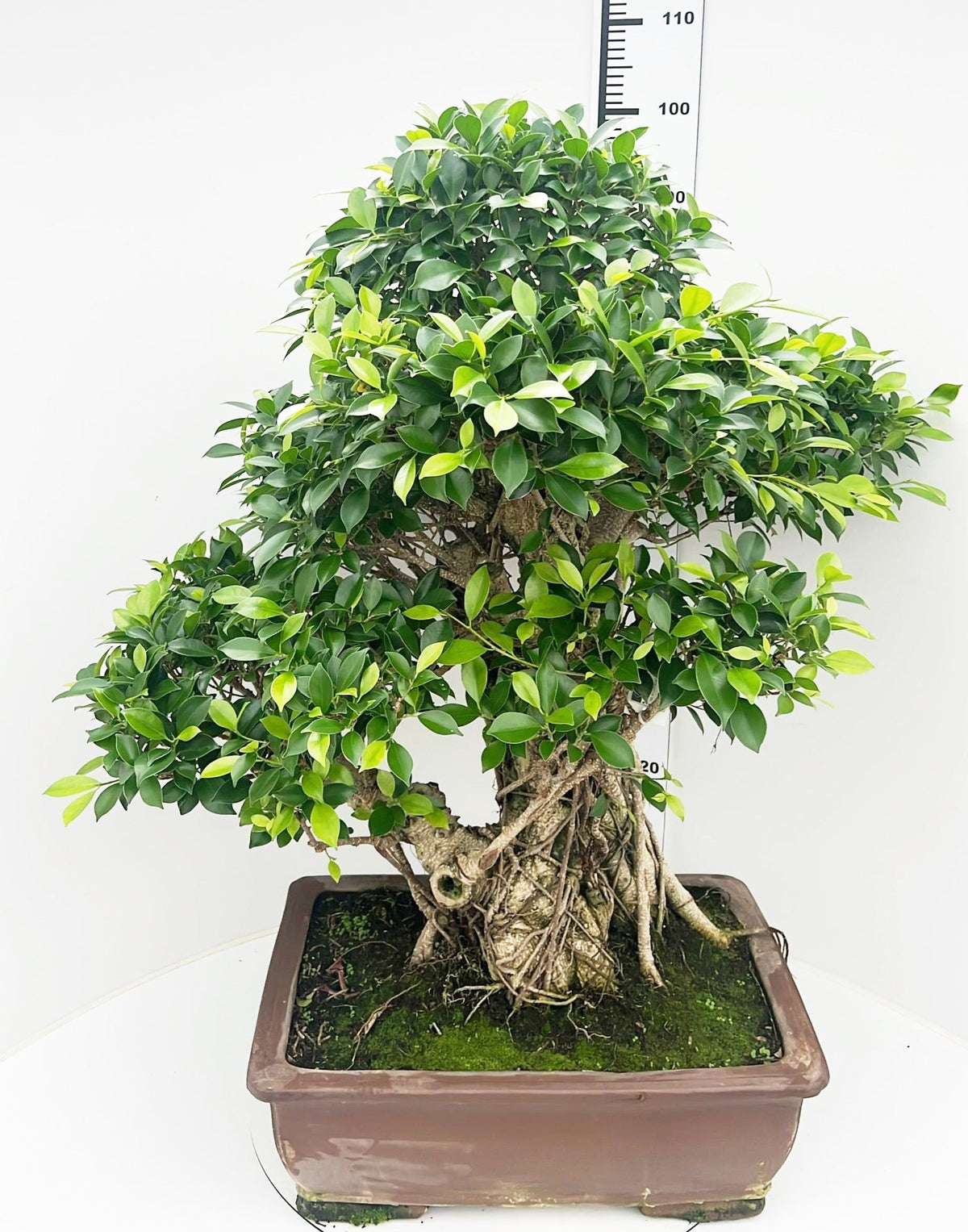 Bonsai Mix 100cm 50cm Pot