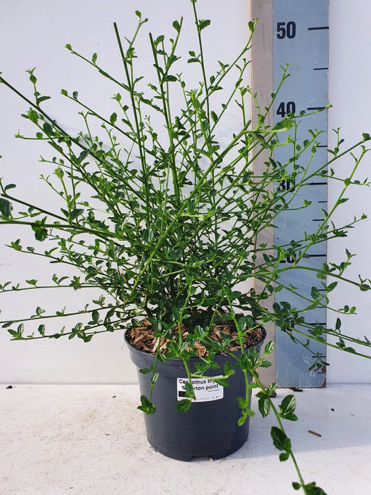 Roessel Tuinpl. VOF, B. v. Ceanothus mix Pack of 6