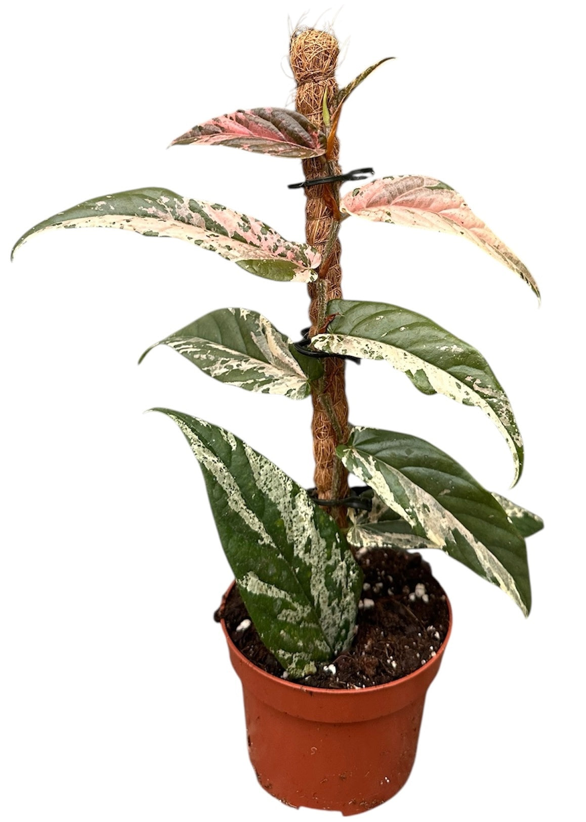 Ficus benjamina 20cm 9cm Pot