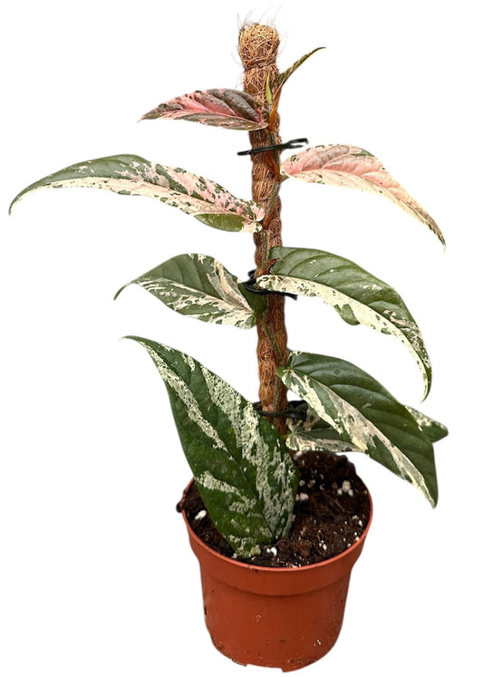 Ficus benjamina 20cm 9cm Pot