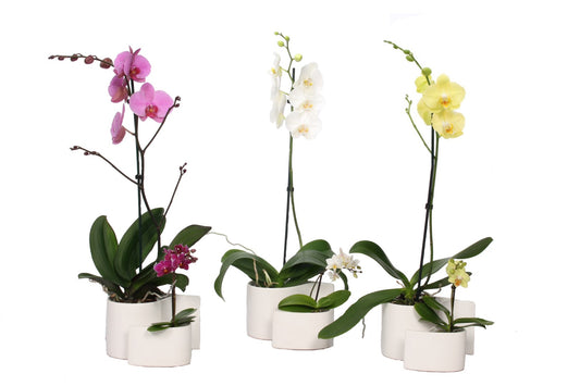 VG Orchids Phalaenopsis mix Pack of 1