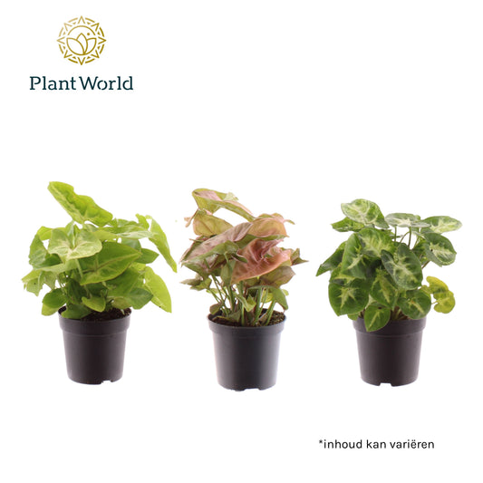 Syngonium mix 15cm 7cm Pot