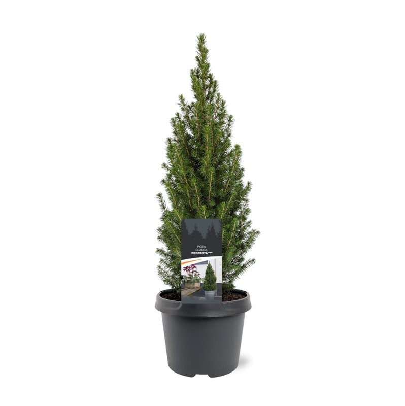 Picea glauca Perfecta 50cm 19cm Pot