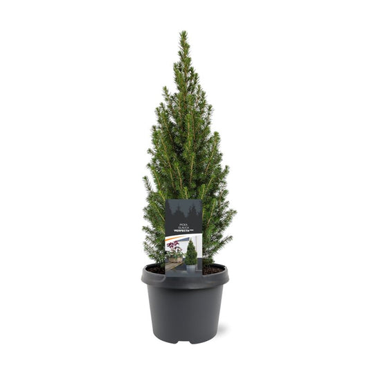 Picea glauca Perfecta 50cm 19cm Pot