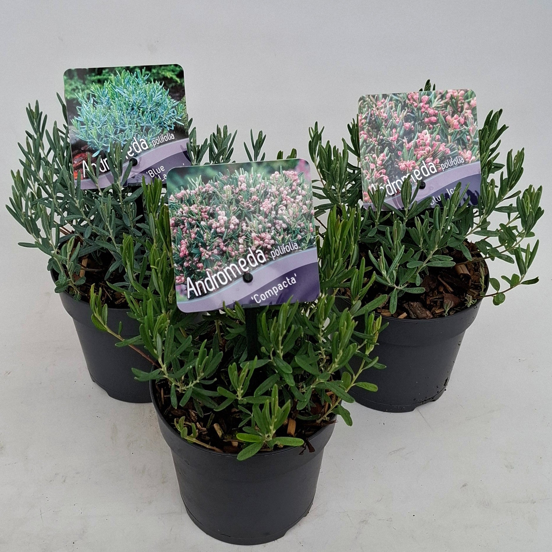 J.C.A.M. van Acht Andromeda polifolia Pack of 8