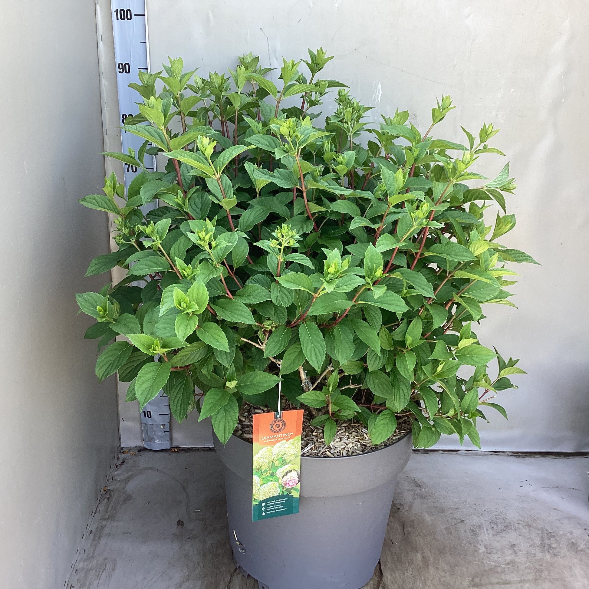 Hydrangea pan. Diamantino 70cm 40cm Pot