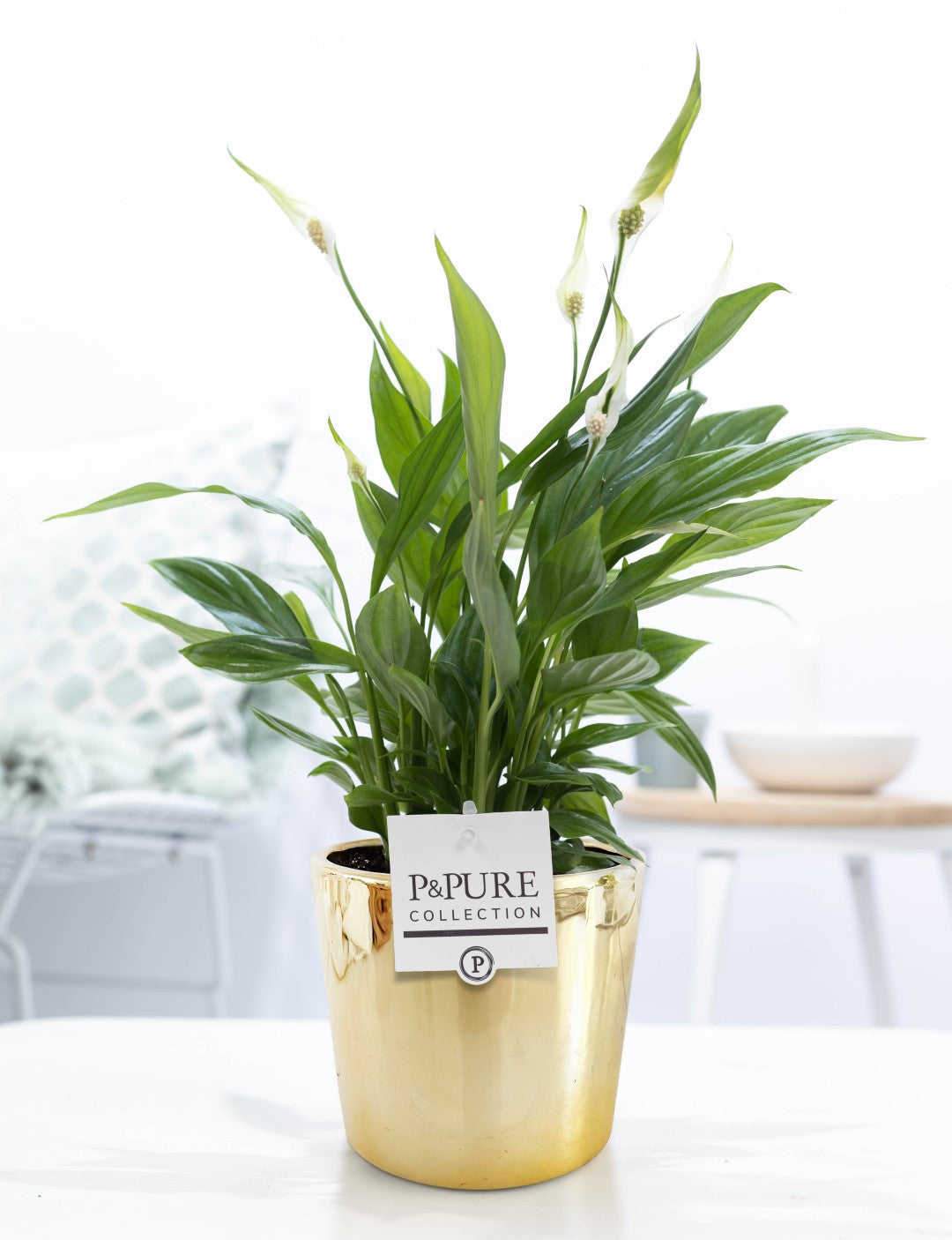 Spathiphyllum hybrid 35cm 12cm Pot