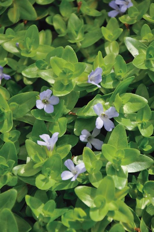 Bacopa caroliniana 20cm 11cm Pot