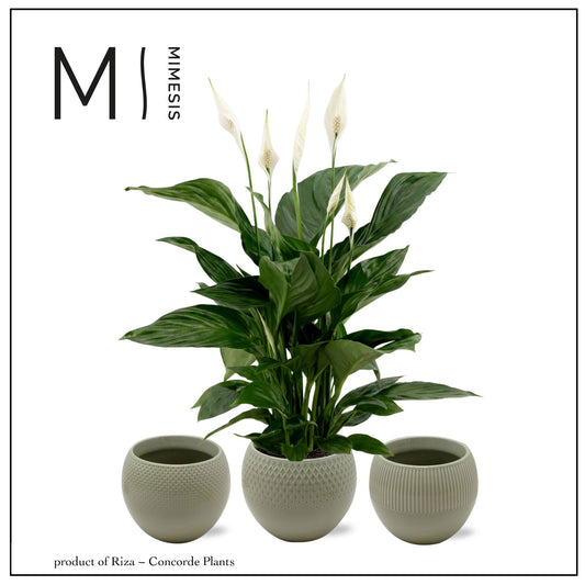 Riza Concorde Plants Spathiphyllum Sweet Ricardo Pack of 3