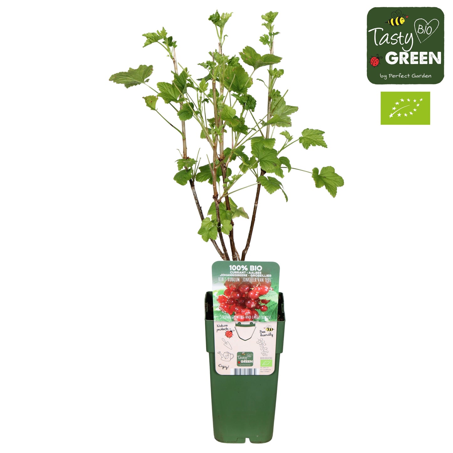 Ribes Jonkheer van Tets (Red Currant) 50cm 15cm Pot