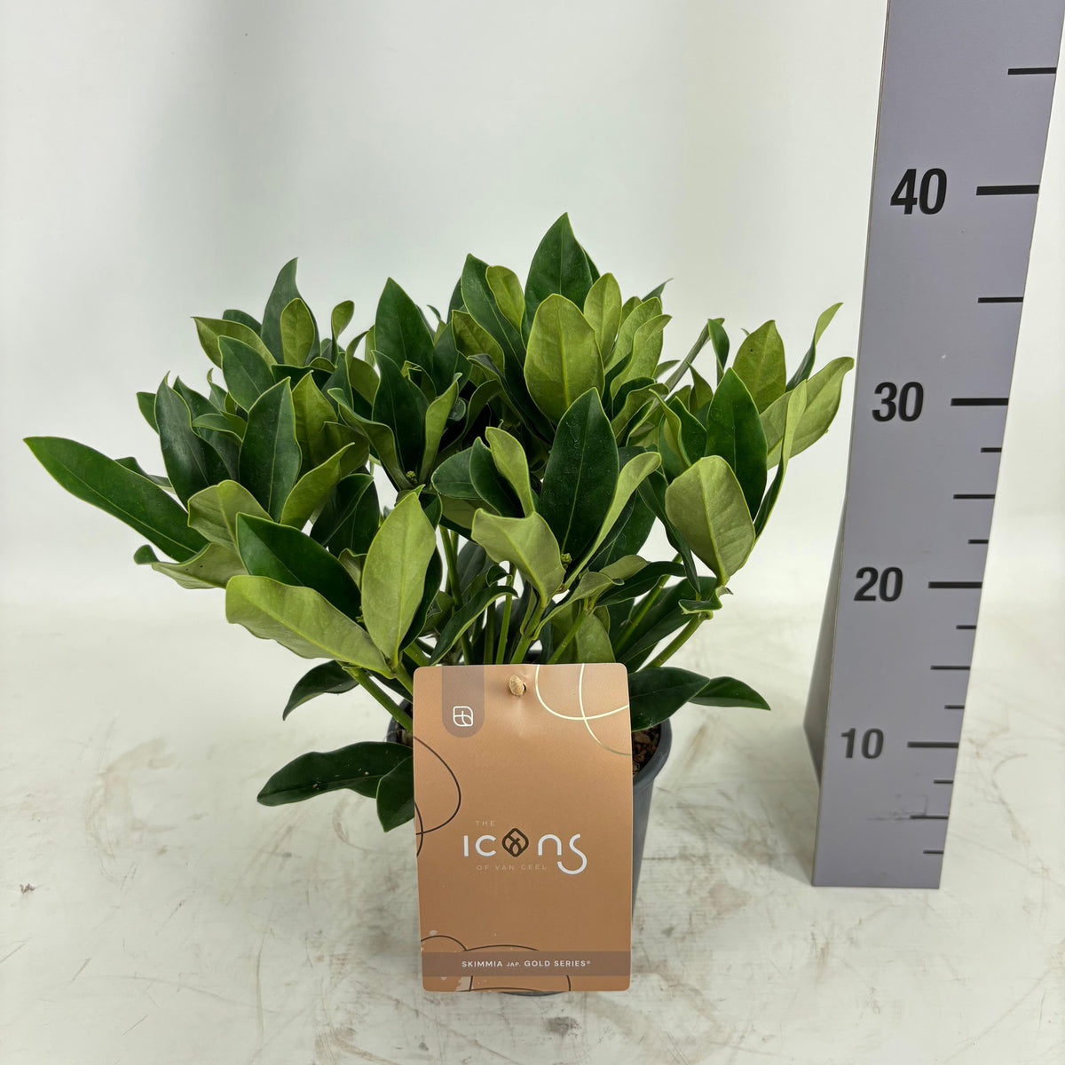 Skimmia japonica Thereza 40cm 19cm Pot