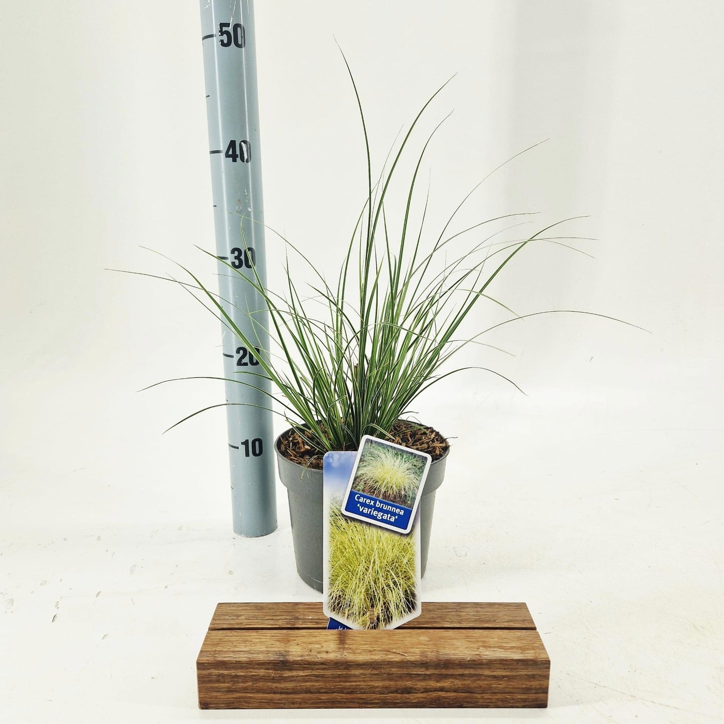 Carex bru. Variegata 40cm 17cm Pot