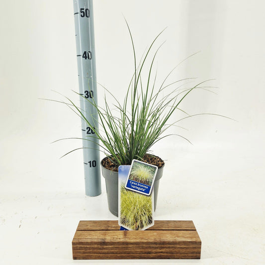 Carex bru. Aureovariegata 40cm 17cm Pot