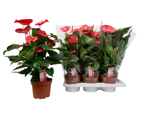 Anthurium California 62cm 17cm Pot