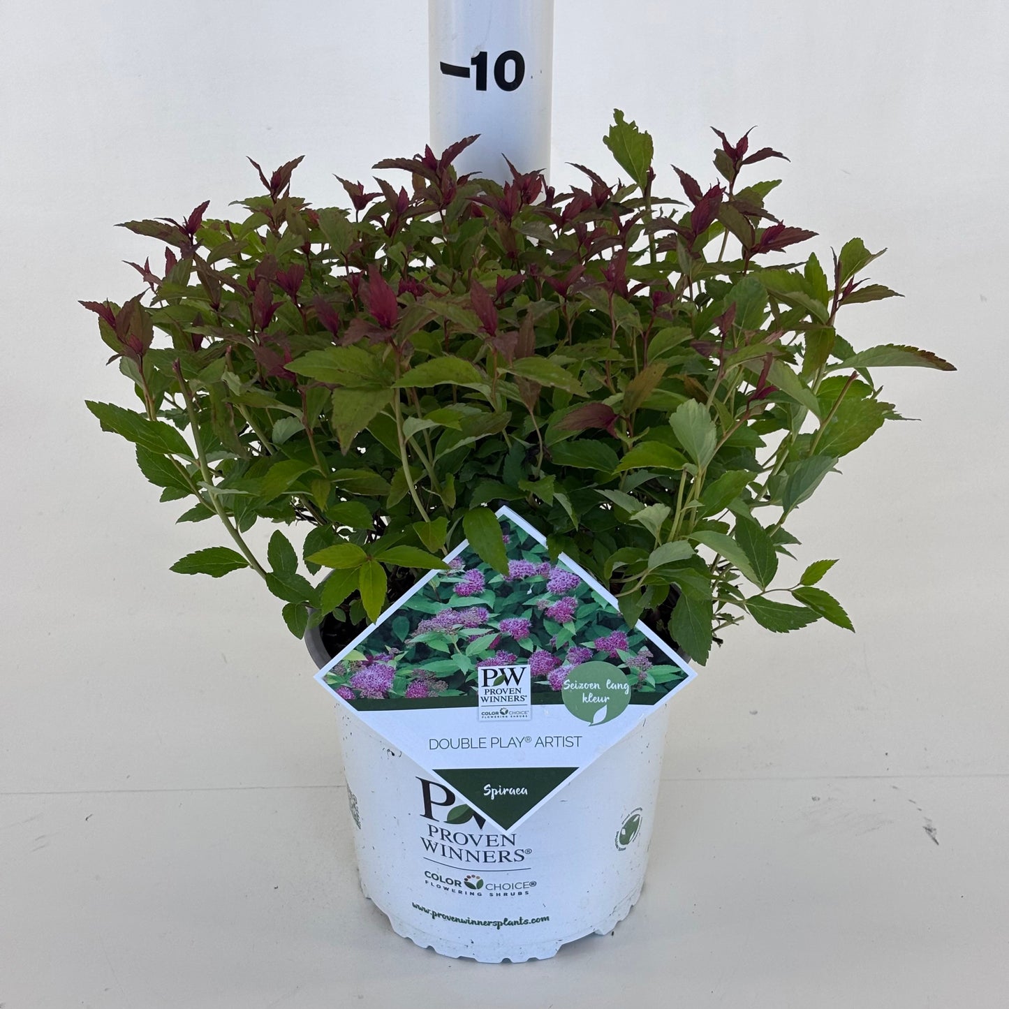 Spiraea Double Play 20cm 19cm Pot