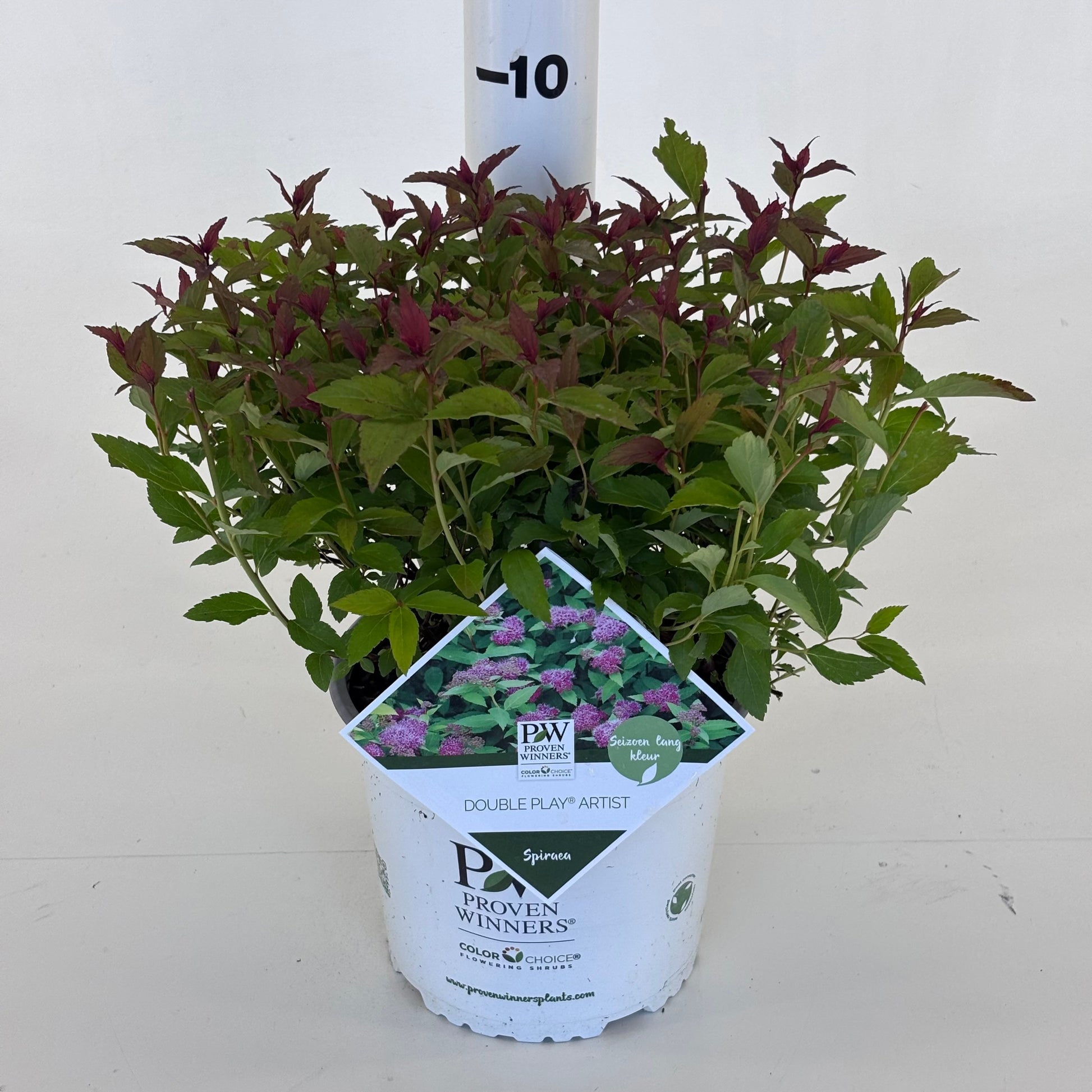 Spiraea Double Play 20cm 19cm Pot