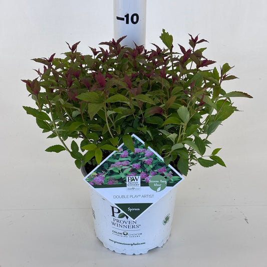 Spiraea Double Play 20cm 19cm Pot