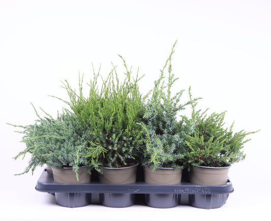 Juniperus mix 25cm 13cm Pot