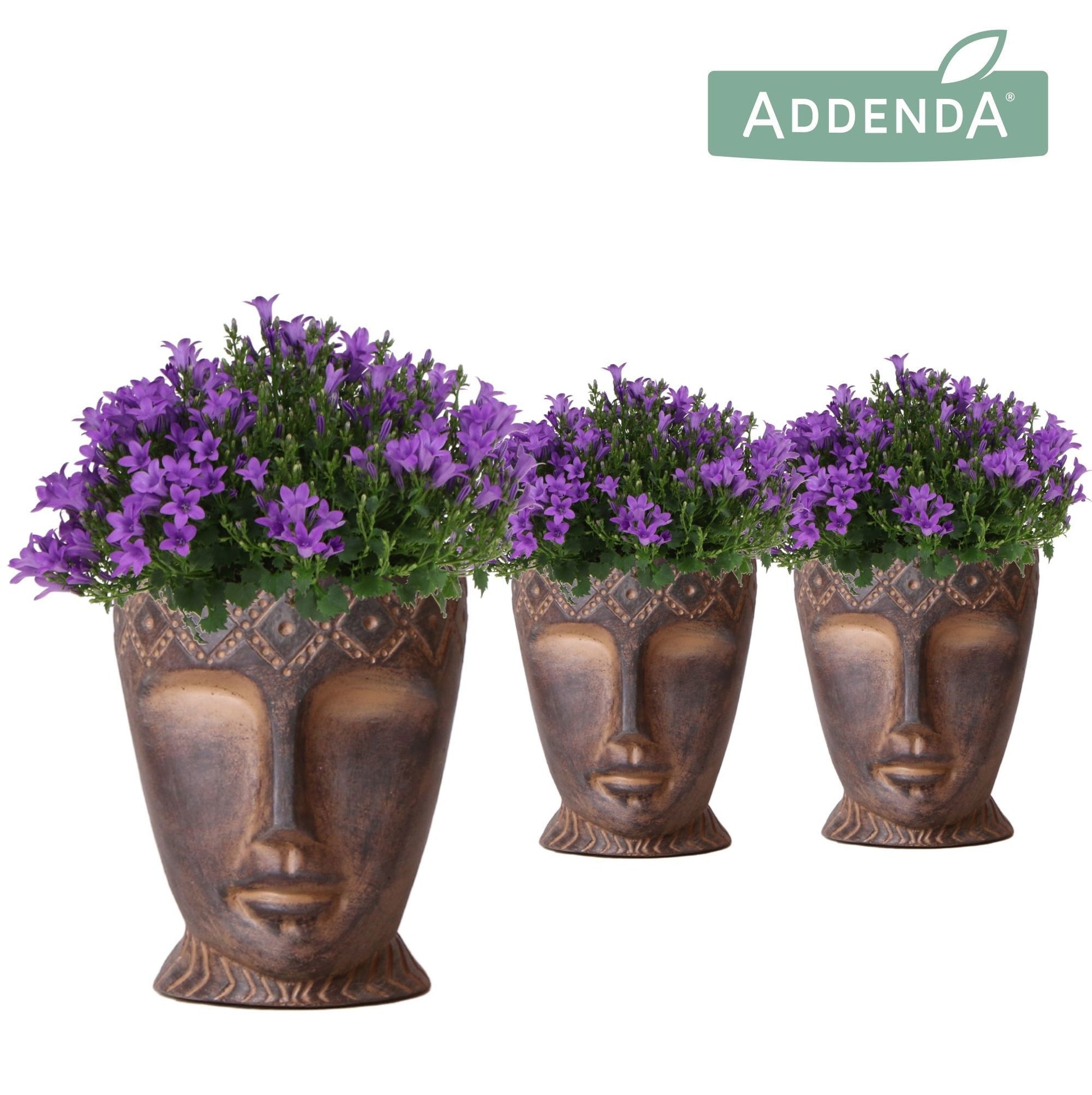 Camp. Int. Purple (+ drp.Totem mask) 25cm 12cm Pot