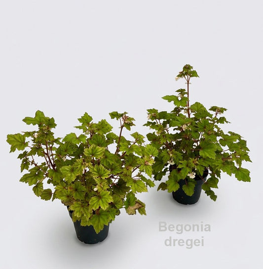 Begonia rex 30cm 12cm Pot