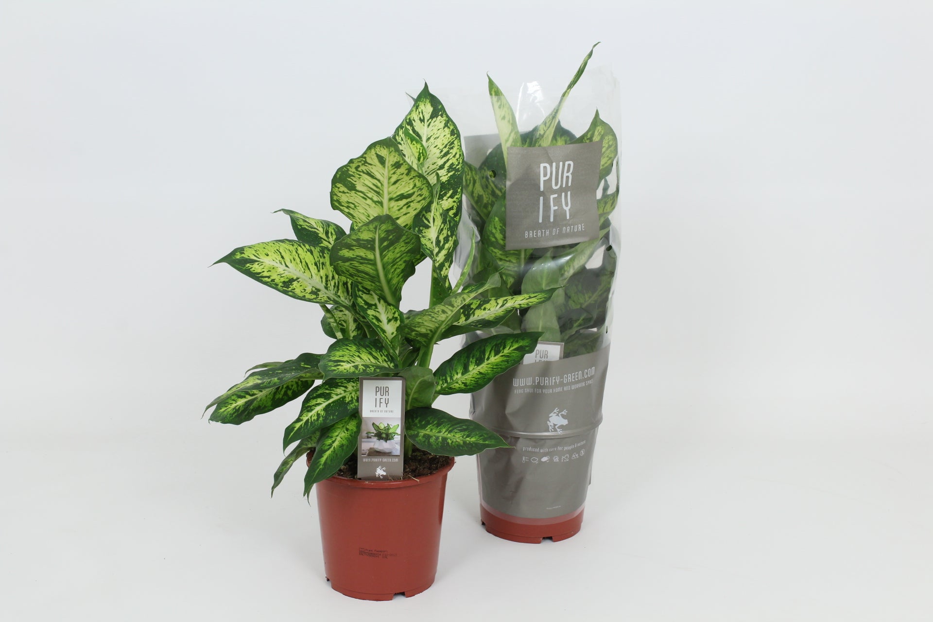 Dieffenbachia Sublime 55cm 17cm Pot