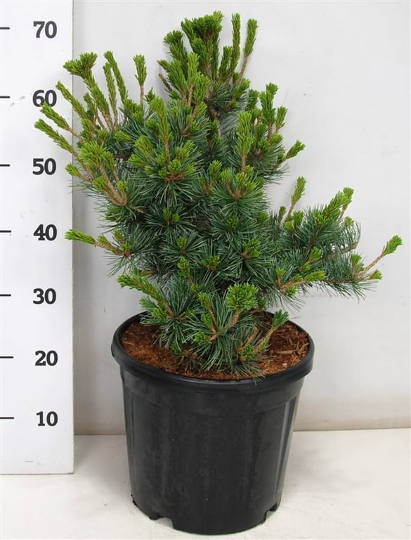 Pinus par. Negishi 70cm 32cm Pot