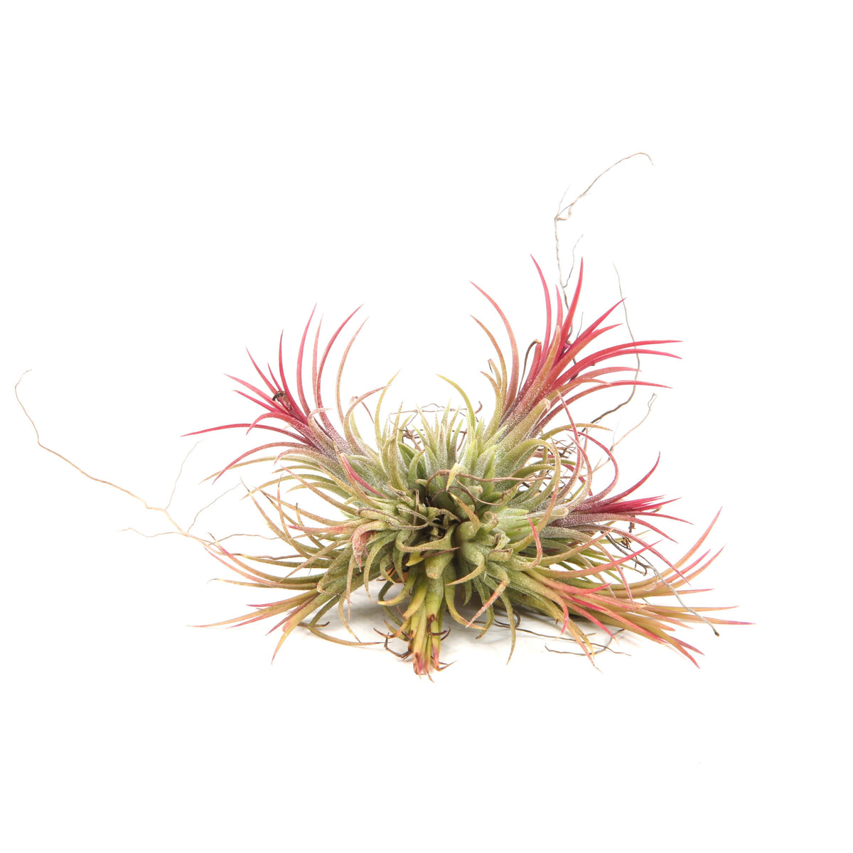 Tillandsia ionantha 15cm 999cm Pot