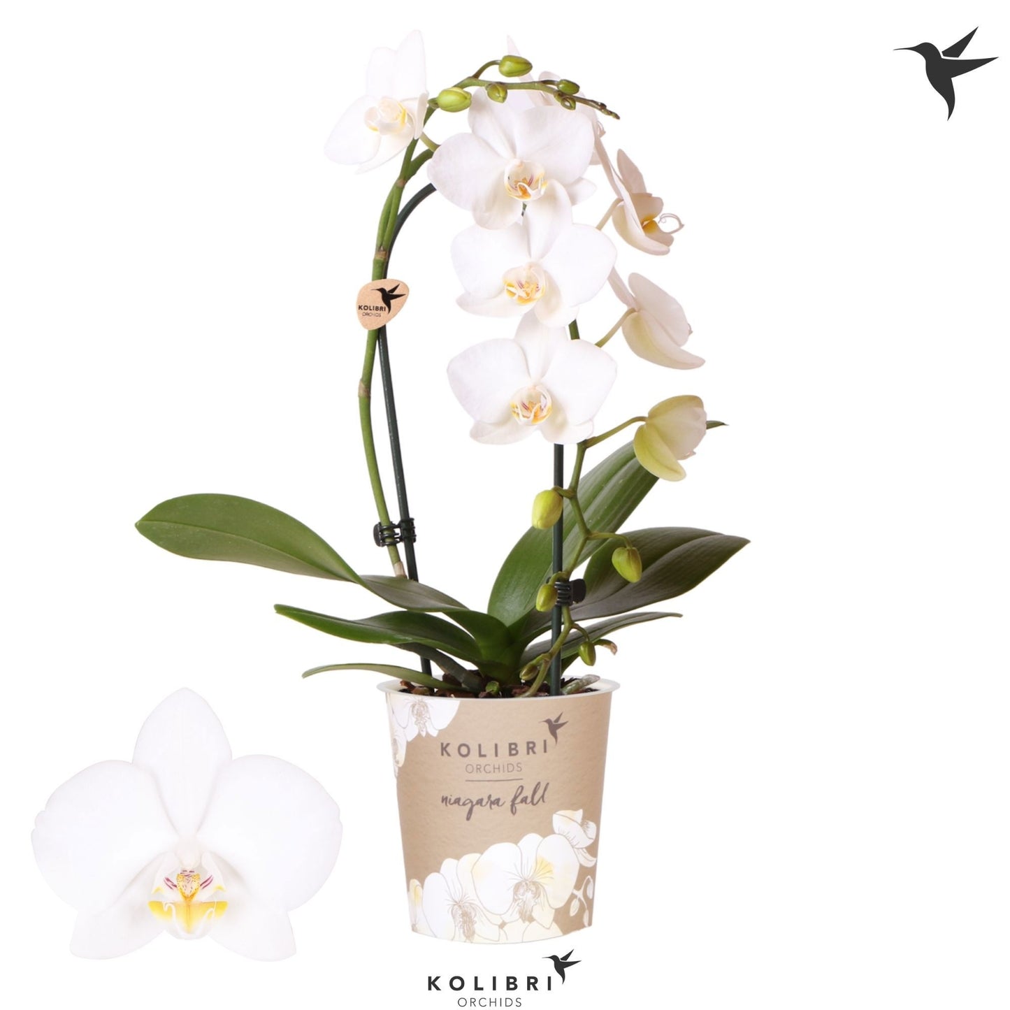 Phalaenopsis Niagara Fall white 40cm 9cm Pot