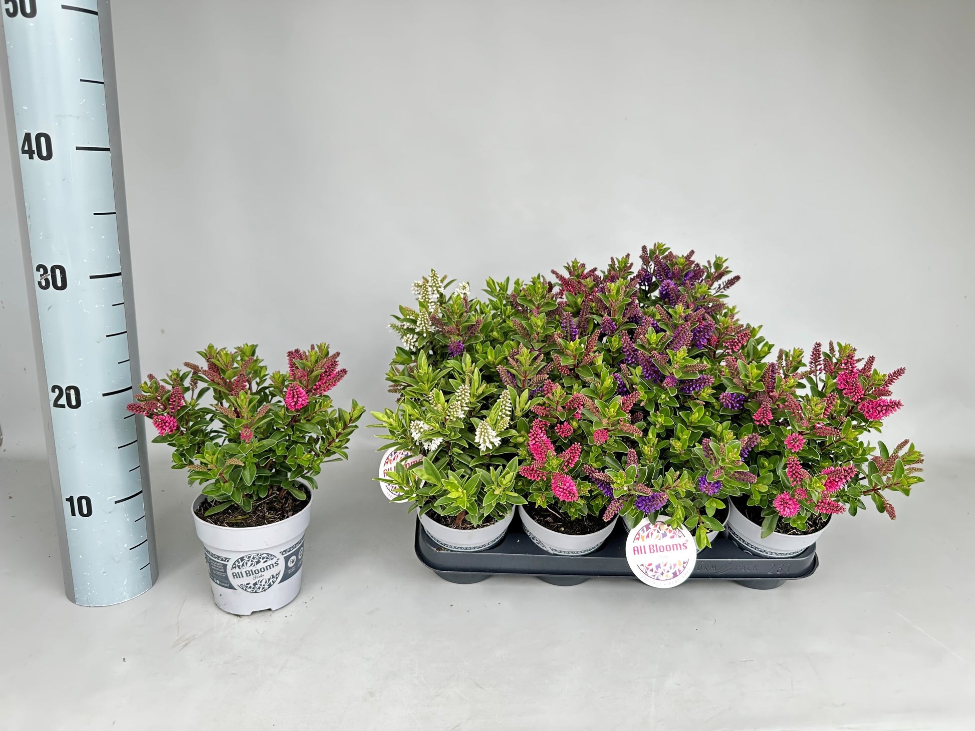 Hebe All Blooms mix 20cm 11cm Pot