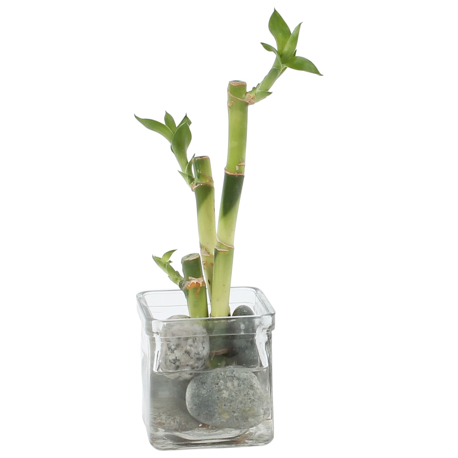 Drac. Lucky Bamboo 20cm 8cm Pot