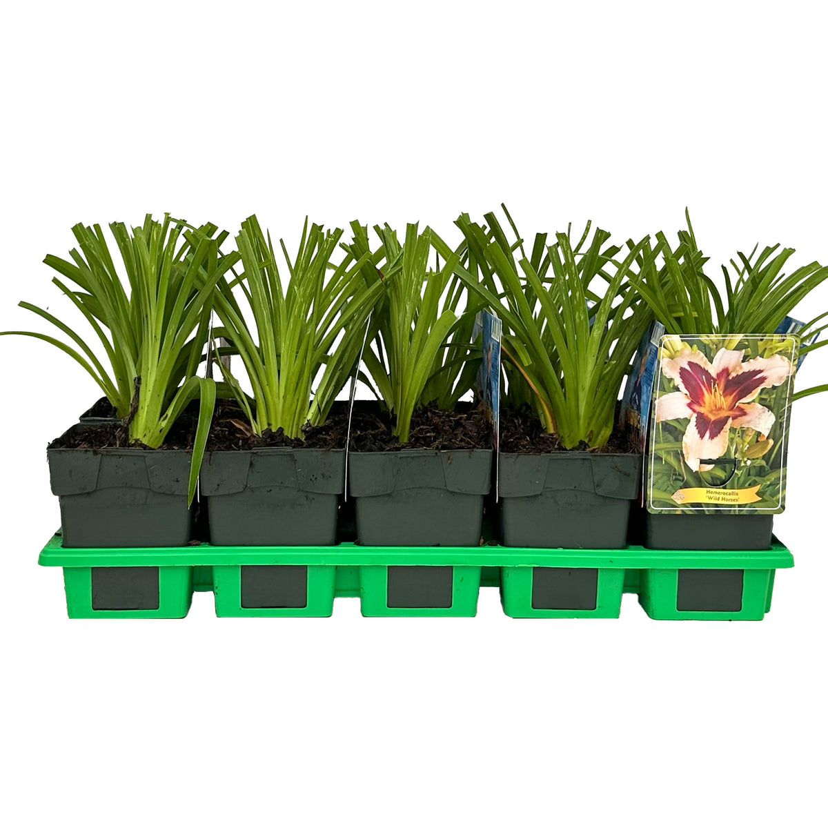 Hemerocallis mix 25cm 11cm Pot