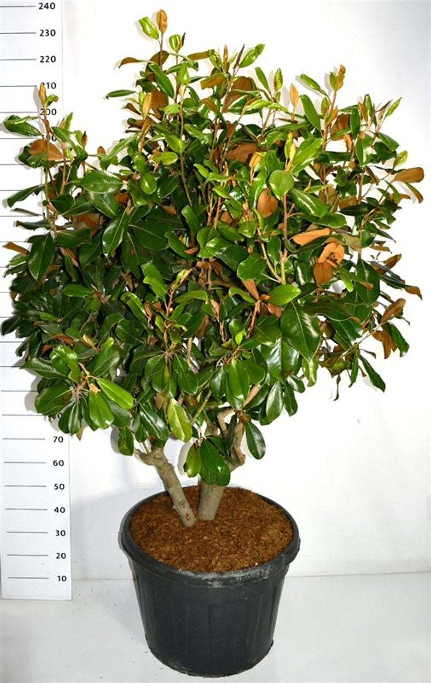 Magnolia grandiflora 240cm 60cm Pot