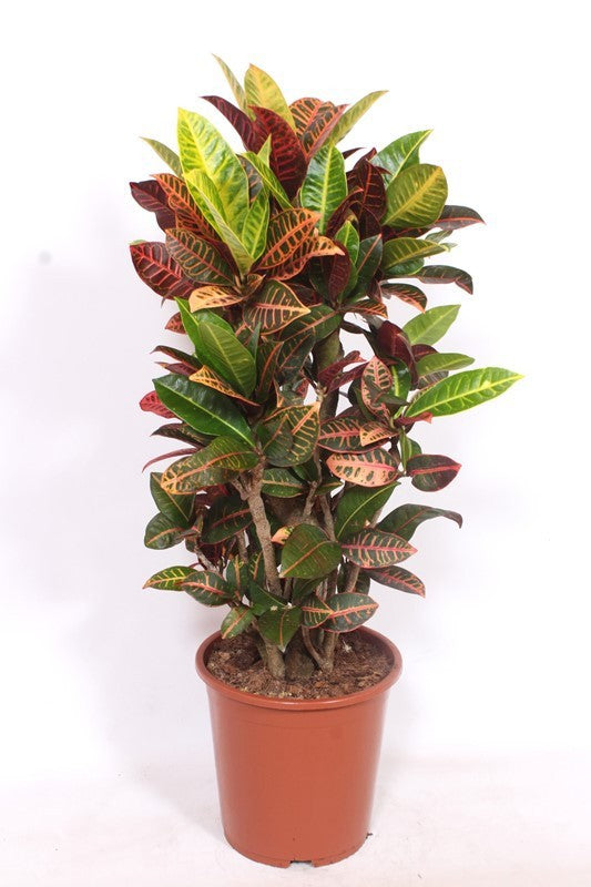 Codiaeum Petra 120cm 27cm Pot