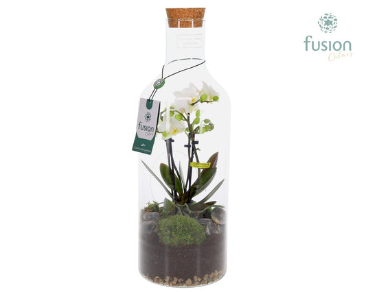 Green Bottle Fles Medium met 4tak Phalaenopsis 24 uurs levertijd 43cm 15cm Pot
