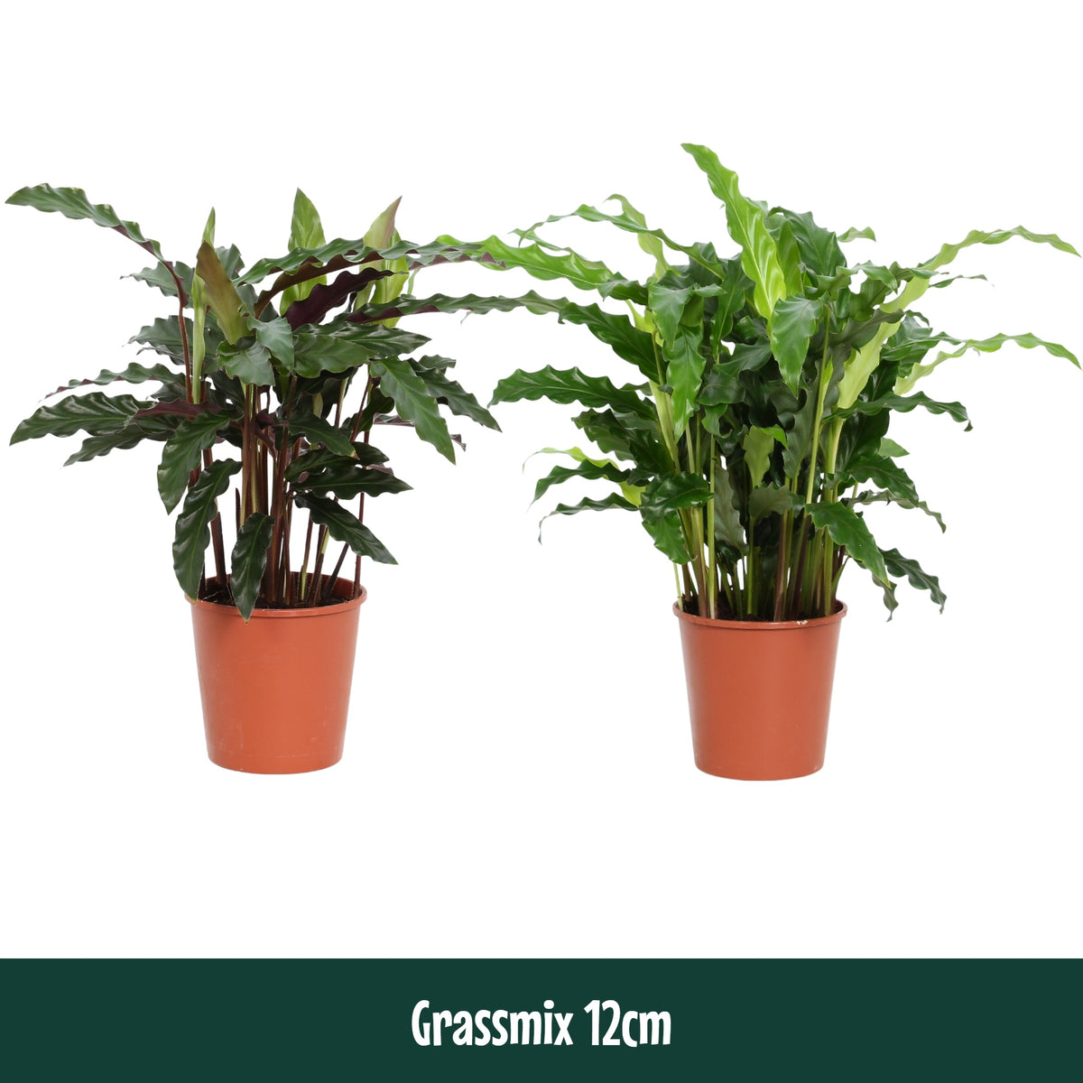 Calathea mix 40cm 12cm Pot