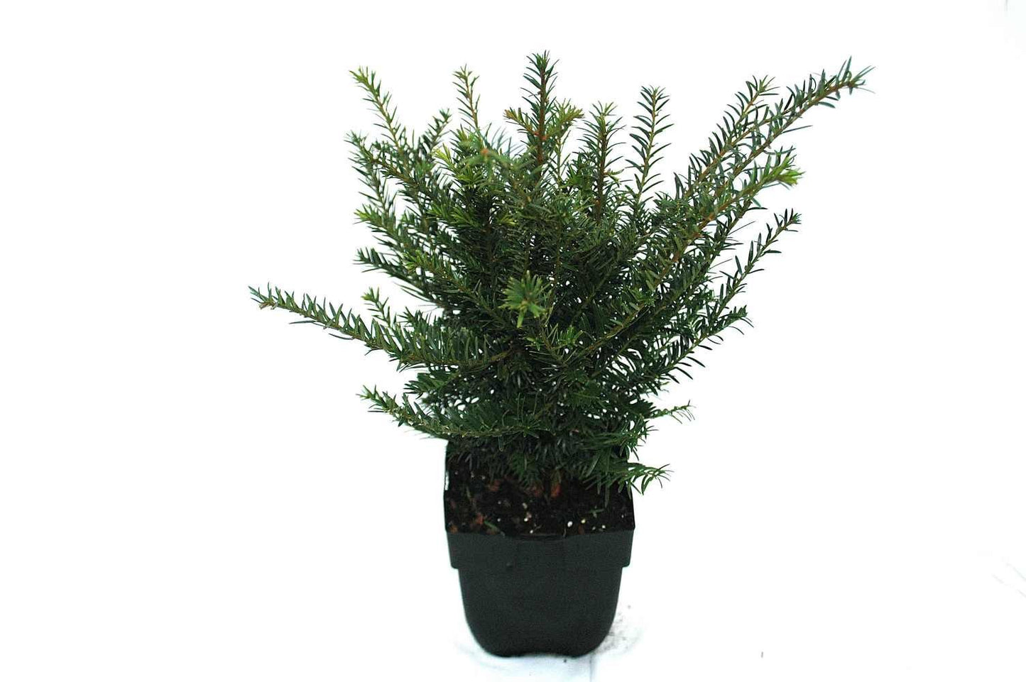 Taxus baccata 65cm 17cm Pot