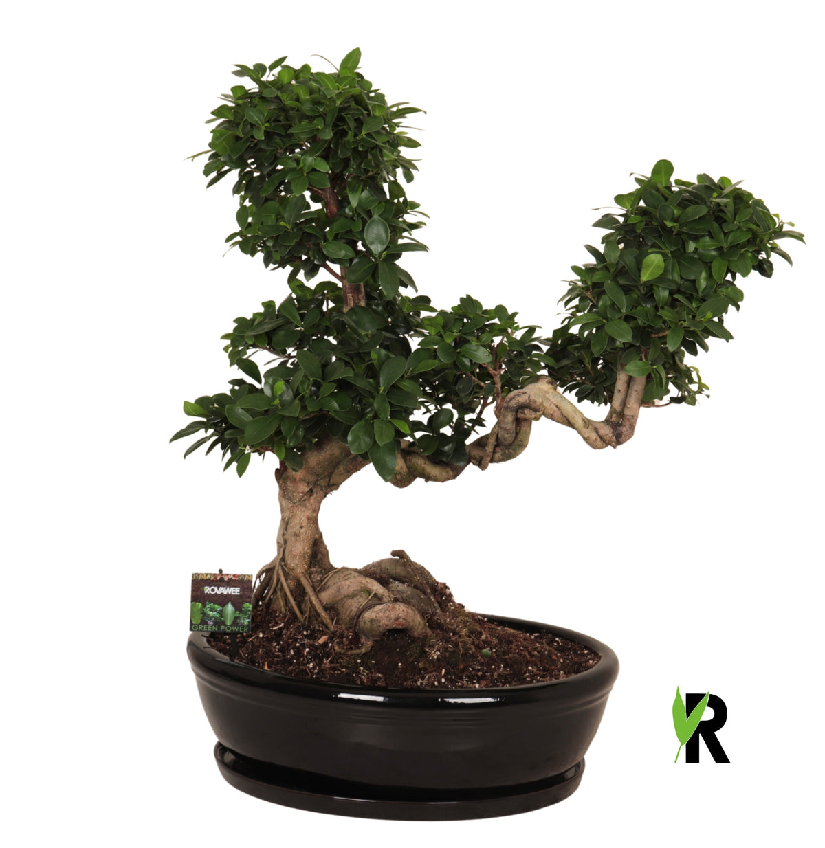 Ficus Ginseng 80cm 50cm Pot