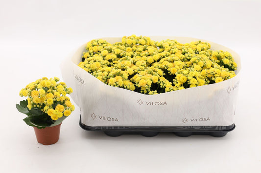Kalanchoe Nolin Yellow 15cm 8cm Pot