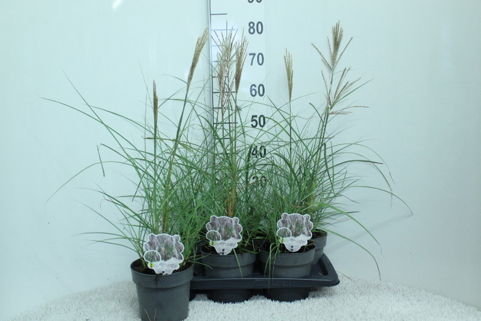 Miscanthus sinensis Red Chief 75cm 17cm Pot