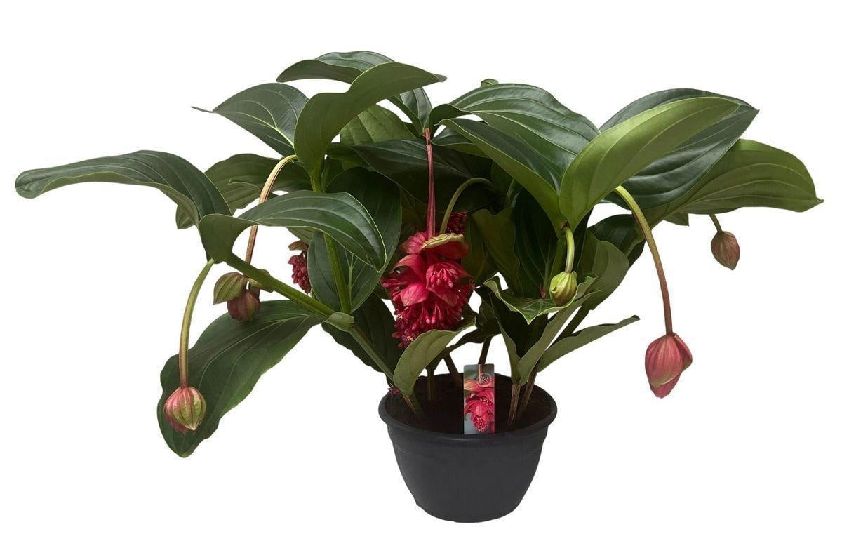 Medinilla magnifica 90cm 30cm Pot