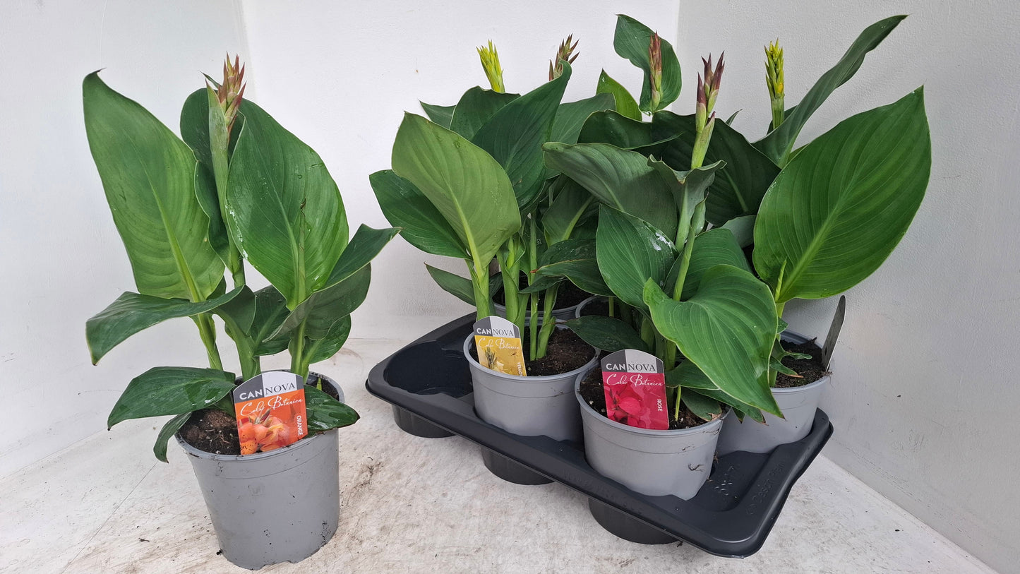 Canna Cannova mix 50cm 17cm Pot