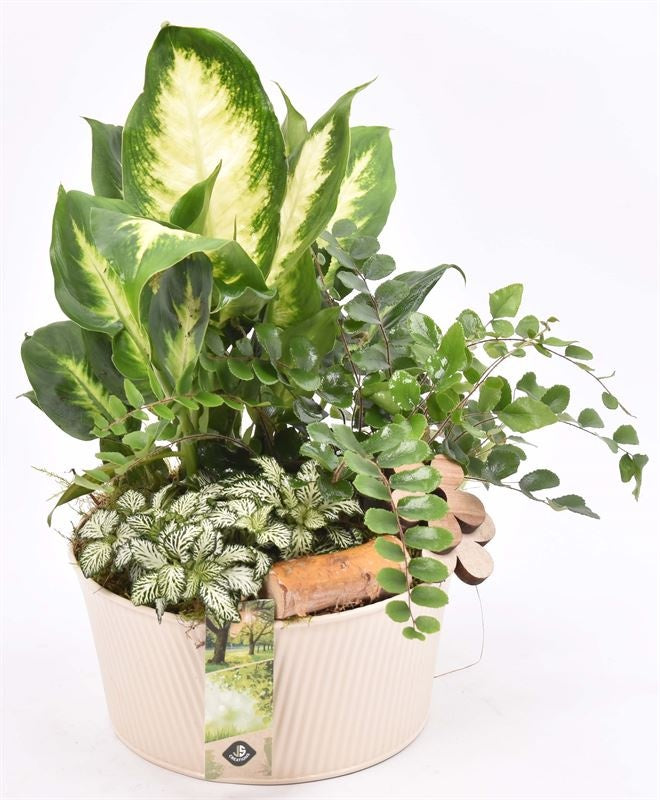 Indoor arrangement 18cm Pot